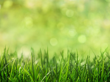 organic lawn care