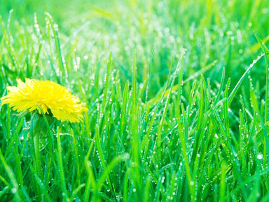 weed management